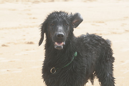 Flat Coated Retriever